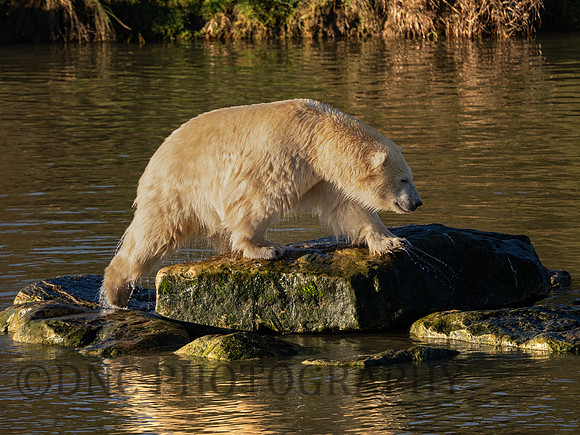 Polar Bear