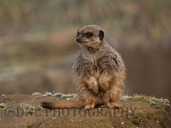 Meerkat