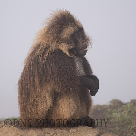 Gelda Monkey
