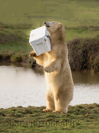 Polar Bear