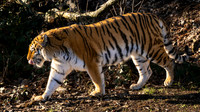 Amur Tiger
