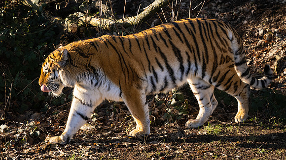 Amur Tiger