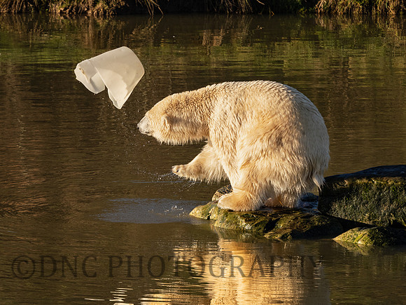 Polar Bear throws bucket