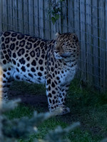 Amur Leopard