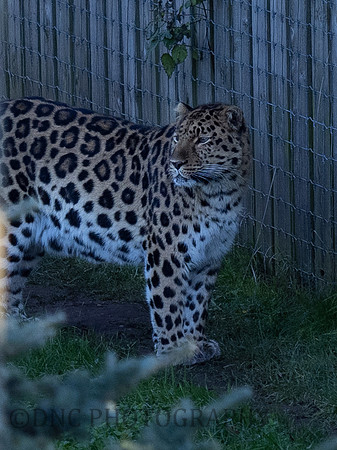 Amur Leopard