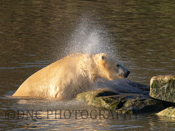 Polar Bear