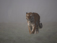 Amur Tiger Tschuna