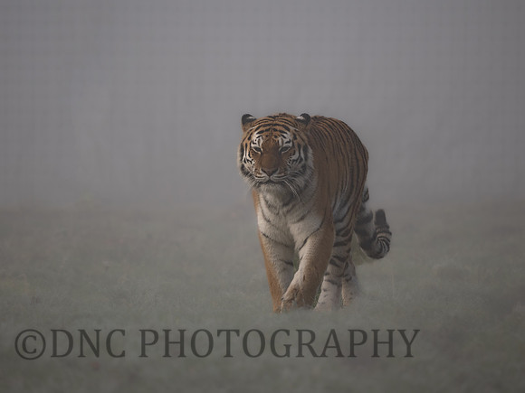 Amur Tiger Tschuna
