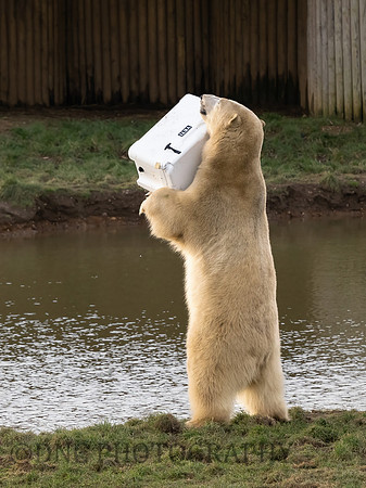 Polar Bear