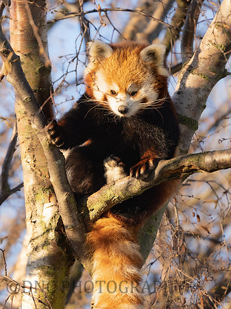 Red Panda