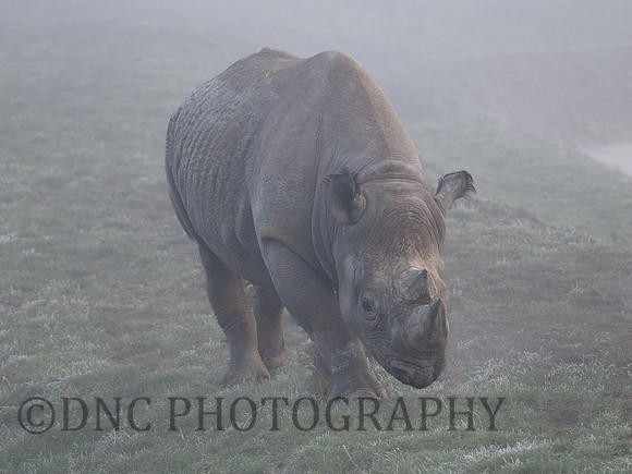 Eastern Black Rhinoceros
