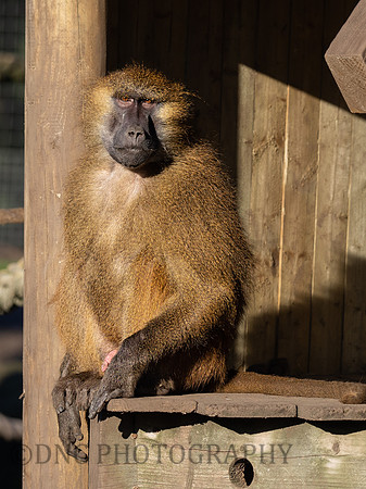 Guinea baboon