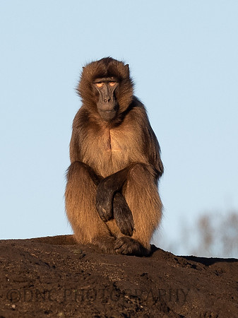 Gelda Monkey