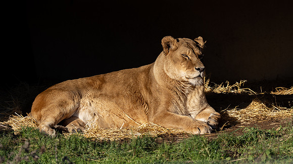 Lioness