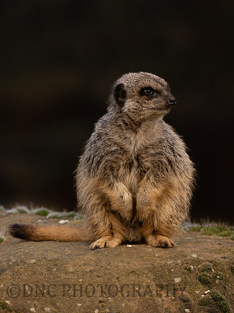Meerkat