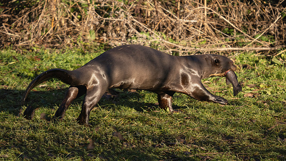 Giant Otter