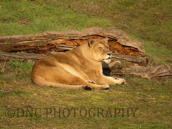 Lioness