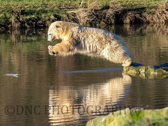 Polar Bear