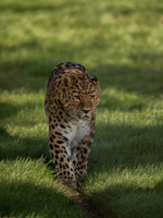Amur Leopard Kristen