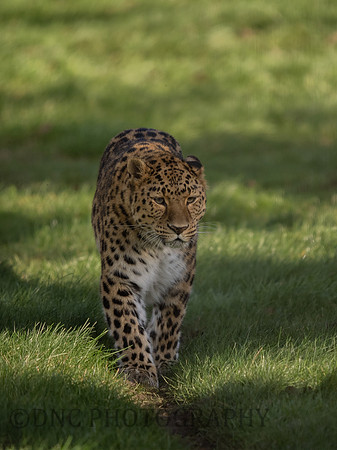 Amur Leopard Kristen