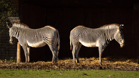 Zebra