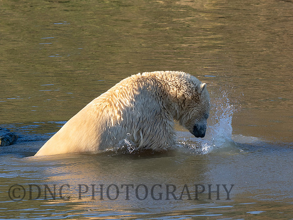 Polar Bear