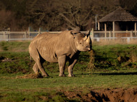 Eastern Black Rhinoceros