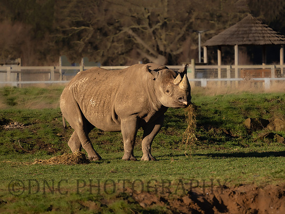 Eastern Black Rhinoceros