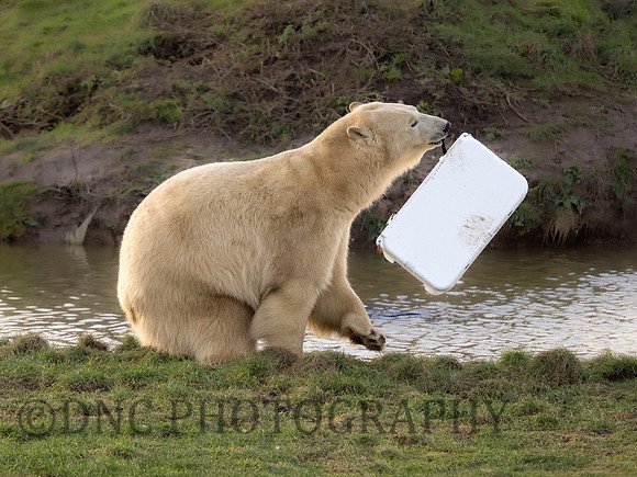 Polar Bear