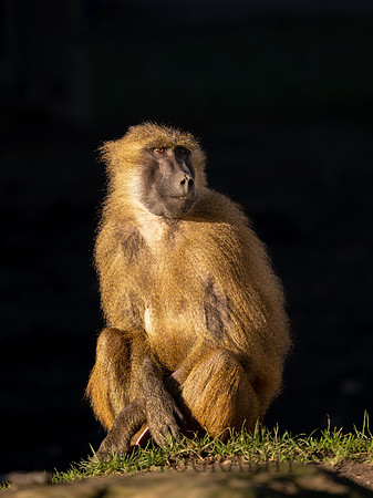 Guinea baboon