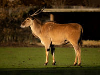 Common Eland