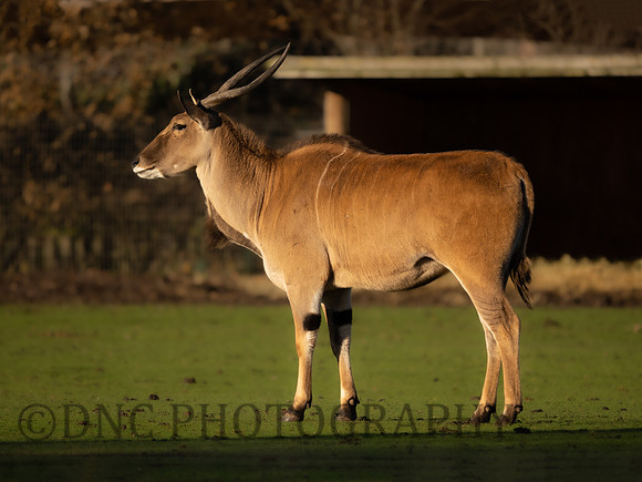 Common Eland