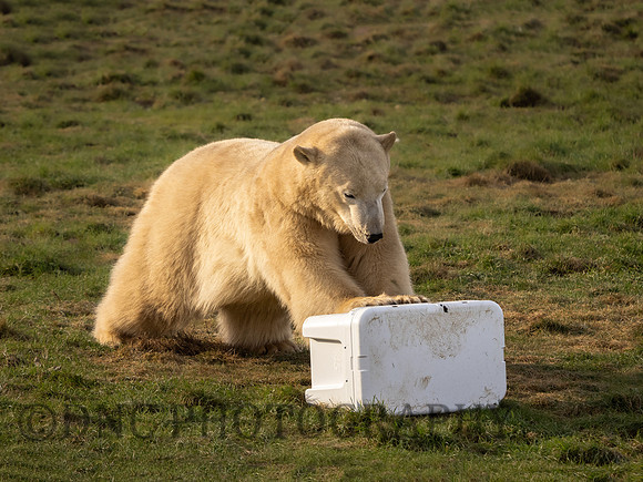 Polar Bear