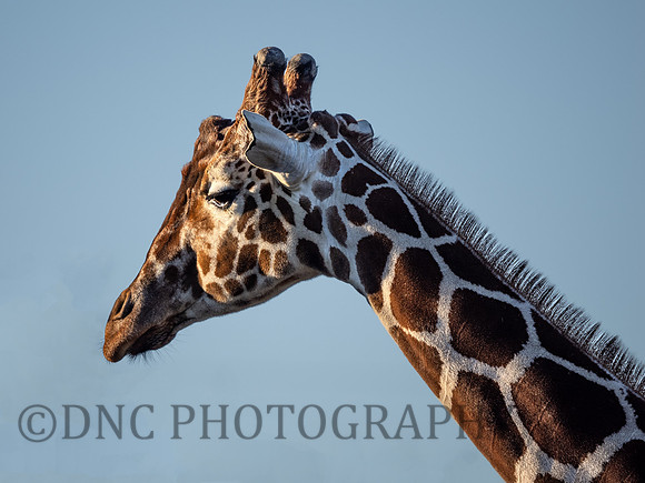 Giraffe