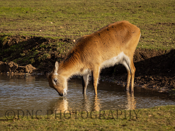 Kafue Flats Lechwe