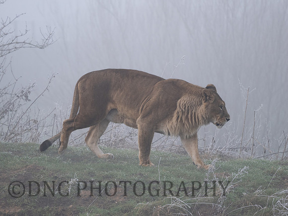 Lioness