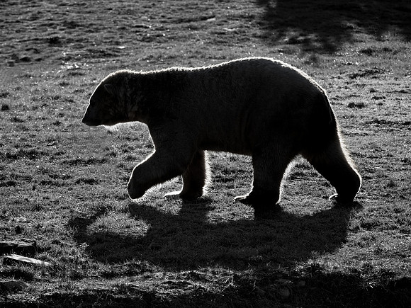 Polar Bear