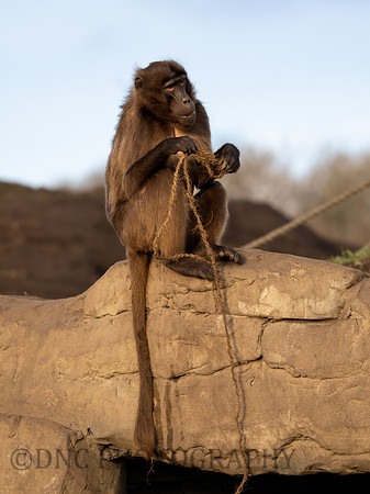 Gelda Monkey