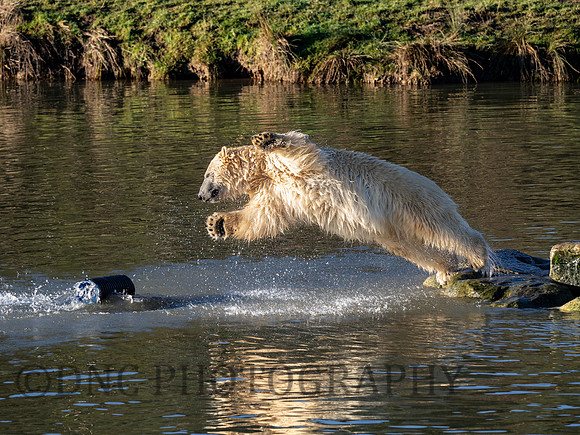 Polar Bear