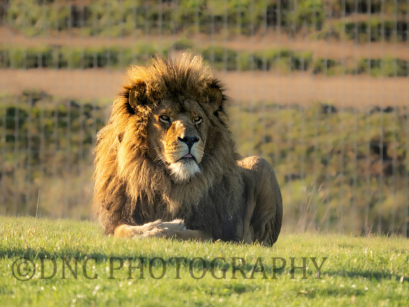 Lion