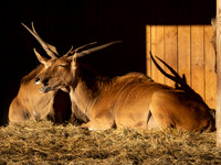 Common Eland