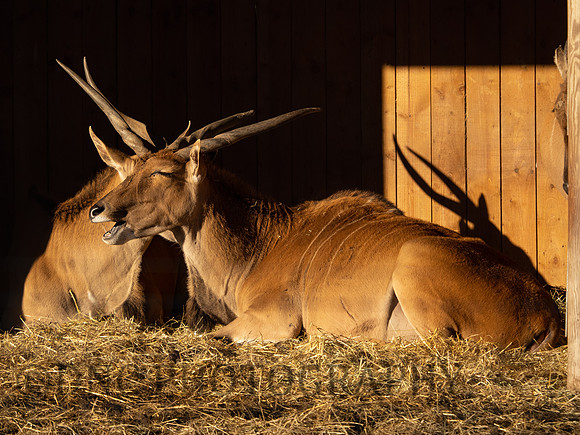 Common Eland