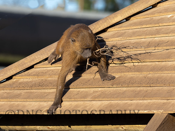 Guinea baboon