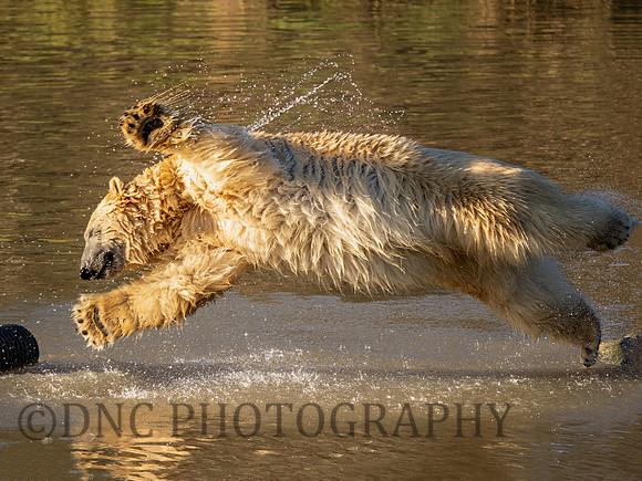 Polar Bear