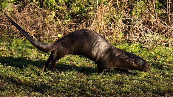 Giant Otter