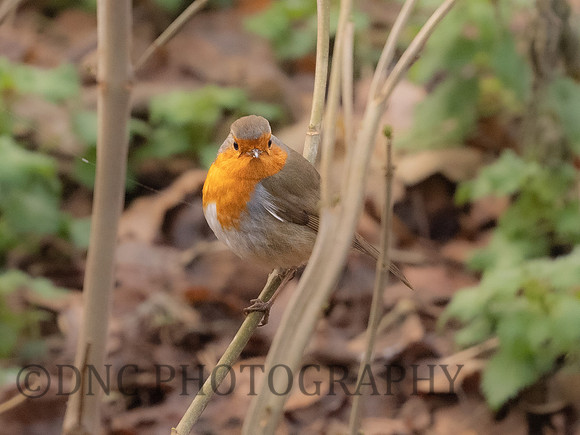 Robin