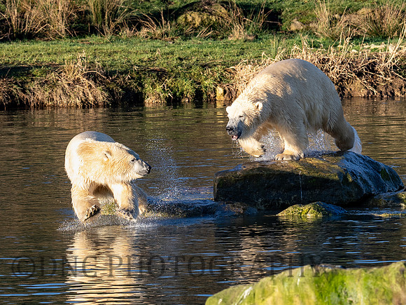 Polar Bears