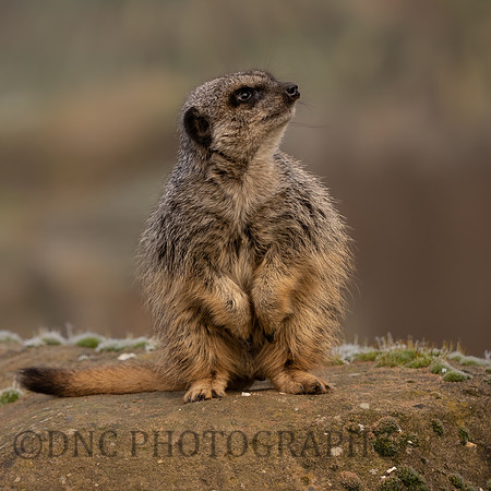 Meerkat