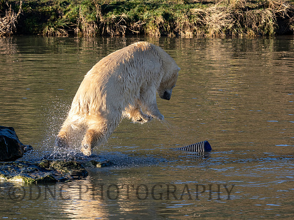 Polar Bear
