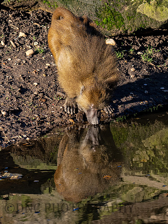 Baboon